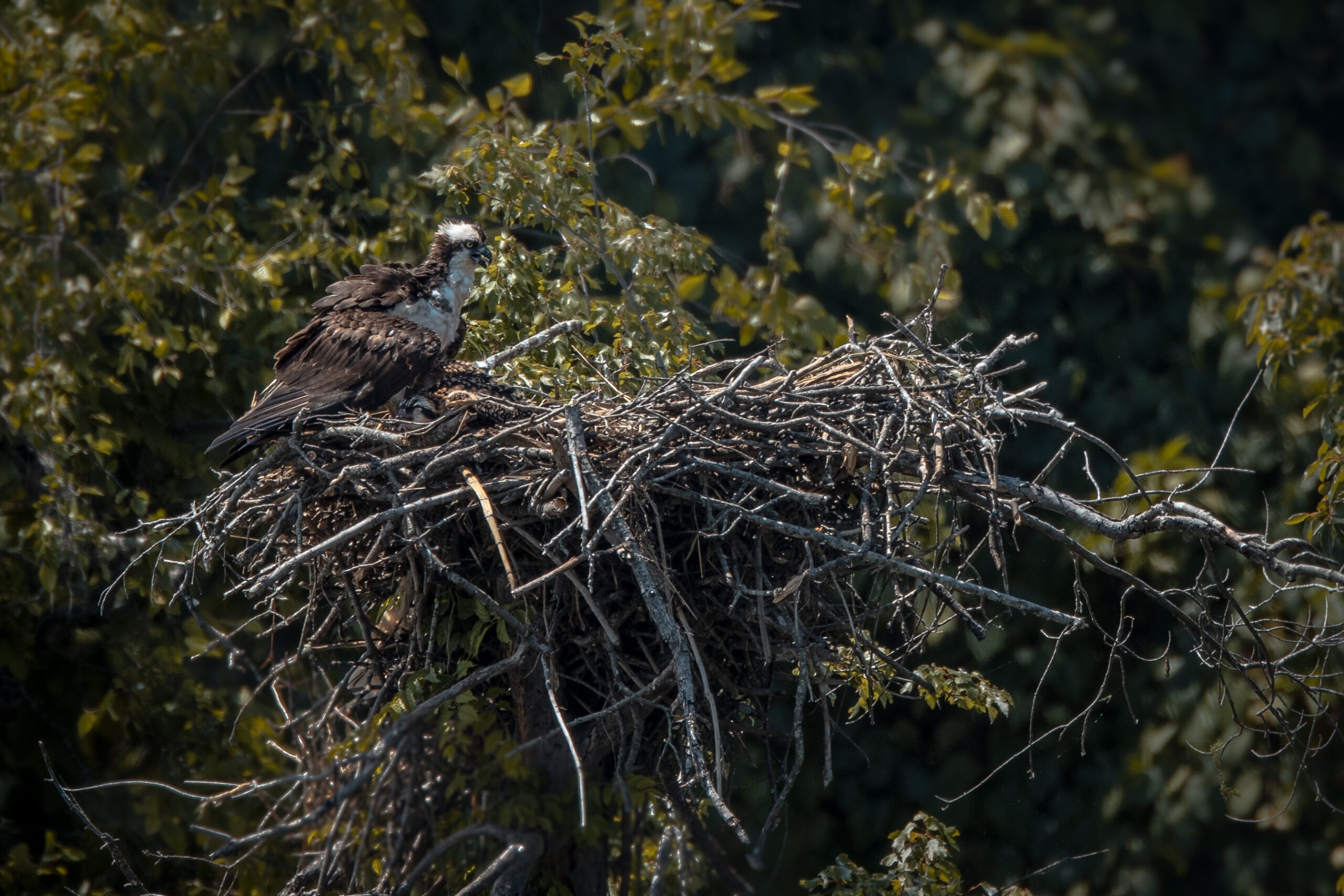 image of Osprey Nest