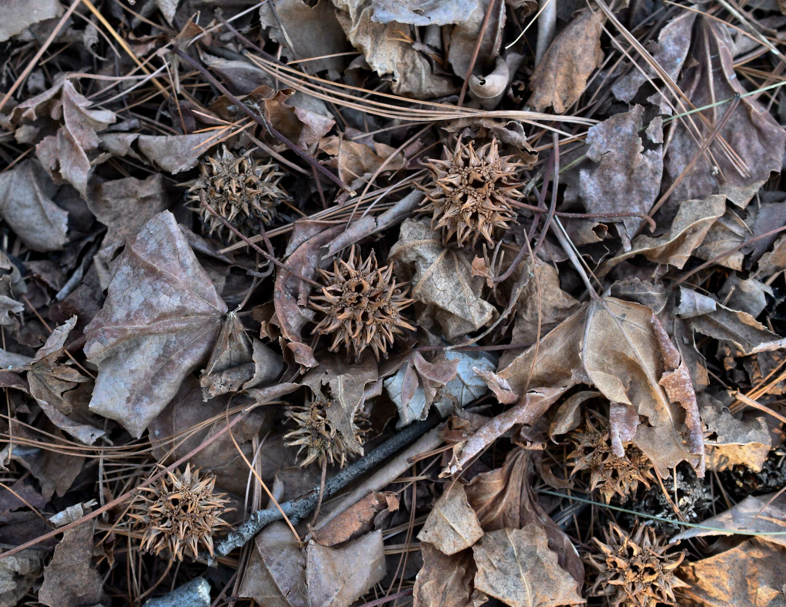 image of Sweet Gum Forest