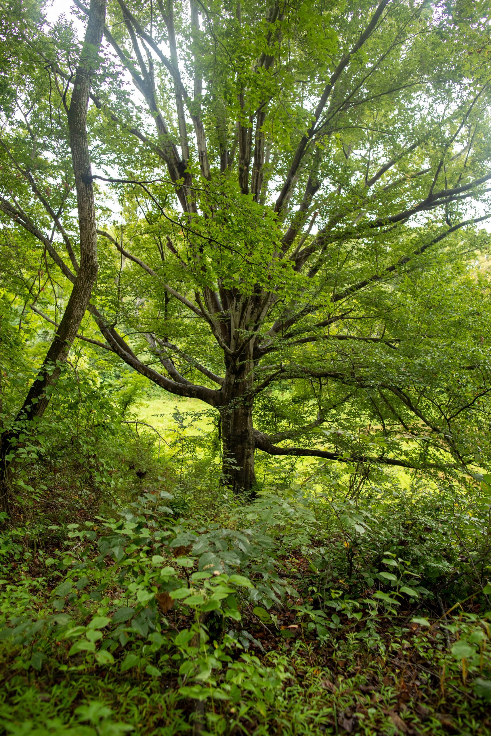 image of Beech Tree