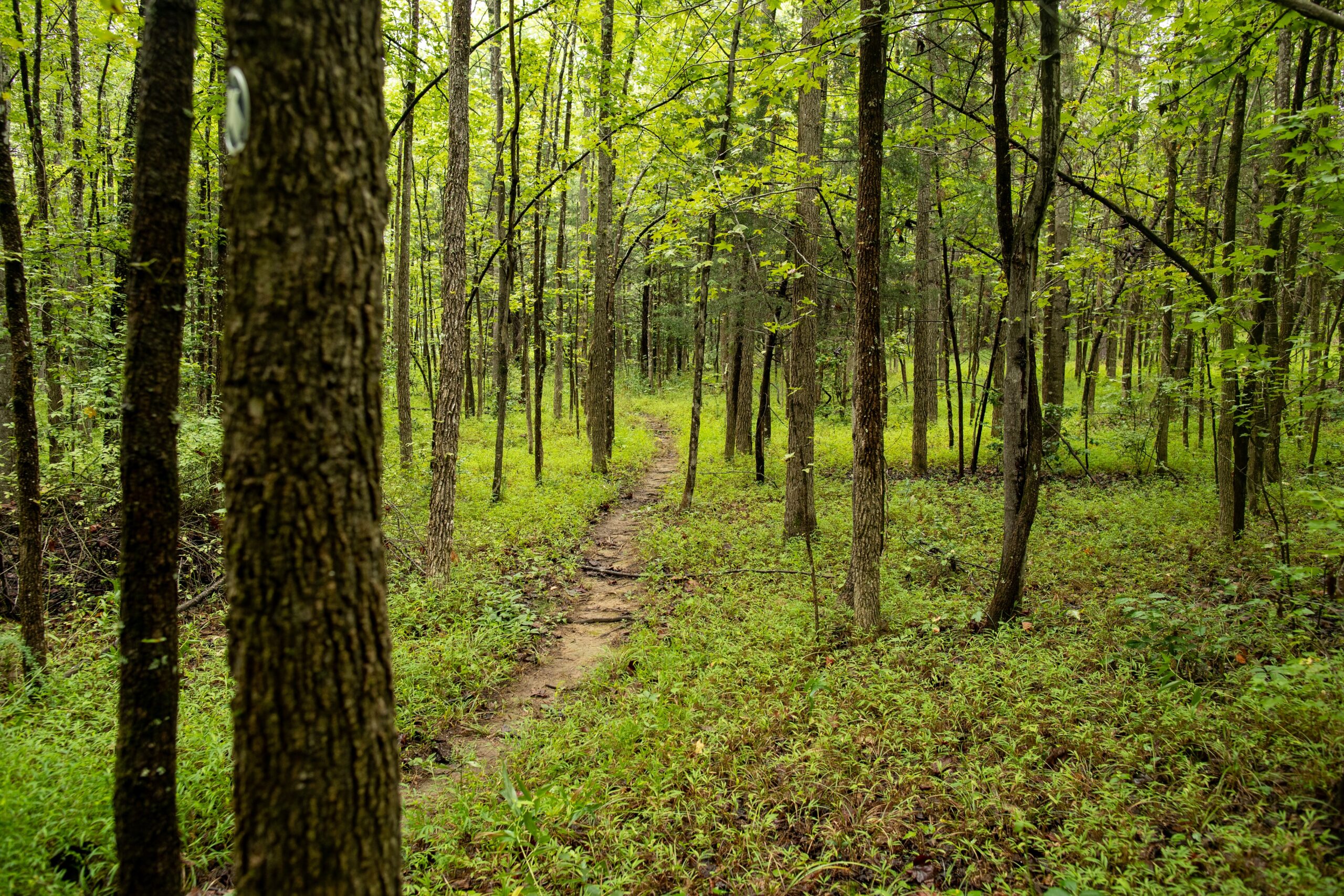 image of Secondary Succession Forest