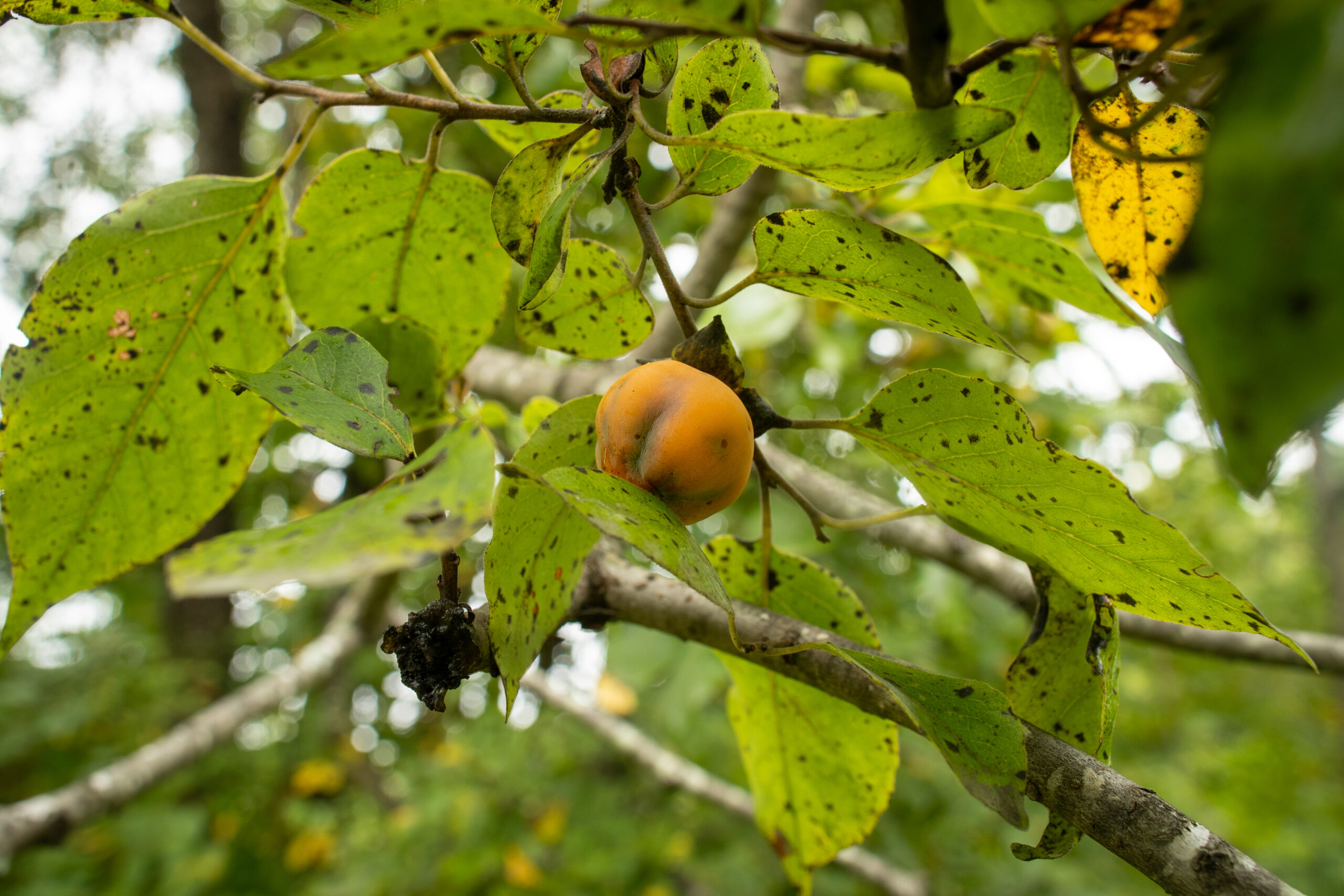 image of Common Persimmon